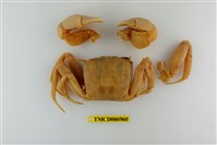 藏品(角眼沙蟹)的圖片